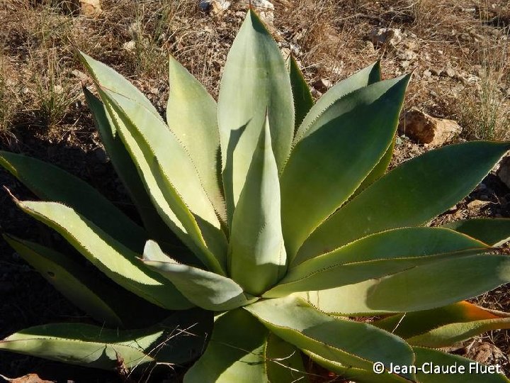 Agave mitis mitis ©JC Fluet-0128